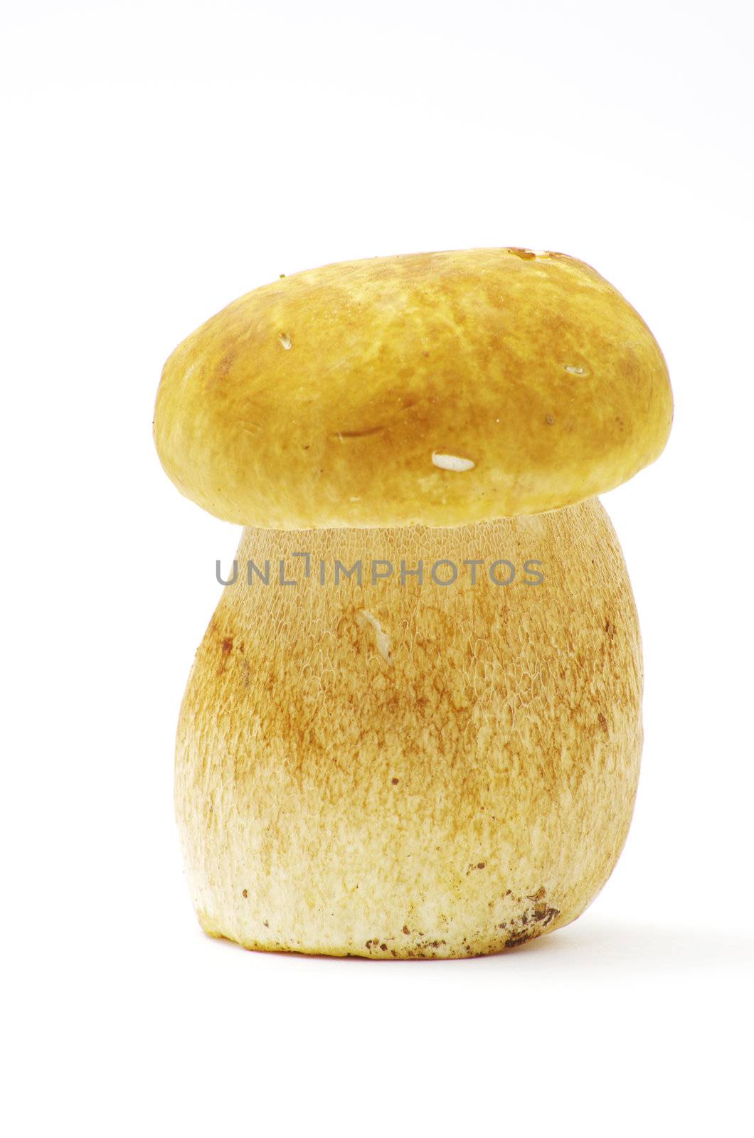 boletus edulis mushrooms on over white background