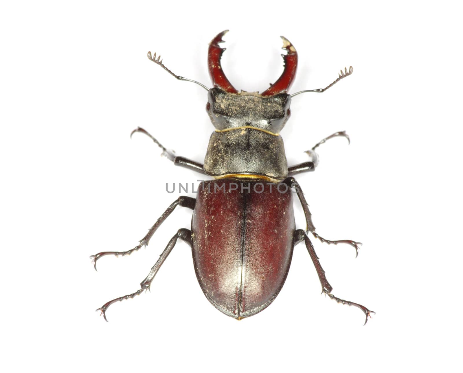 Stag beetle on the white background