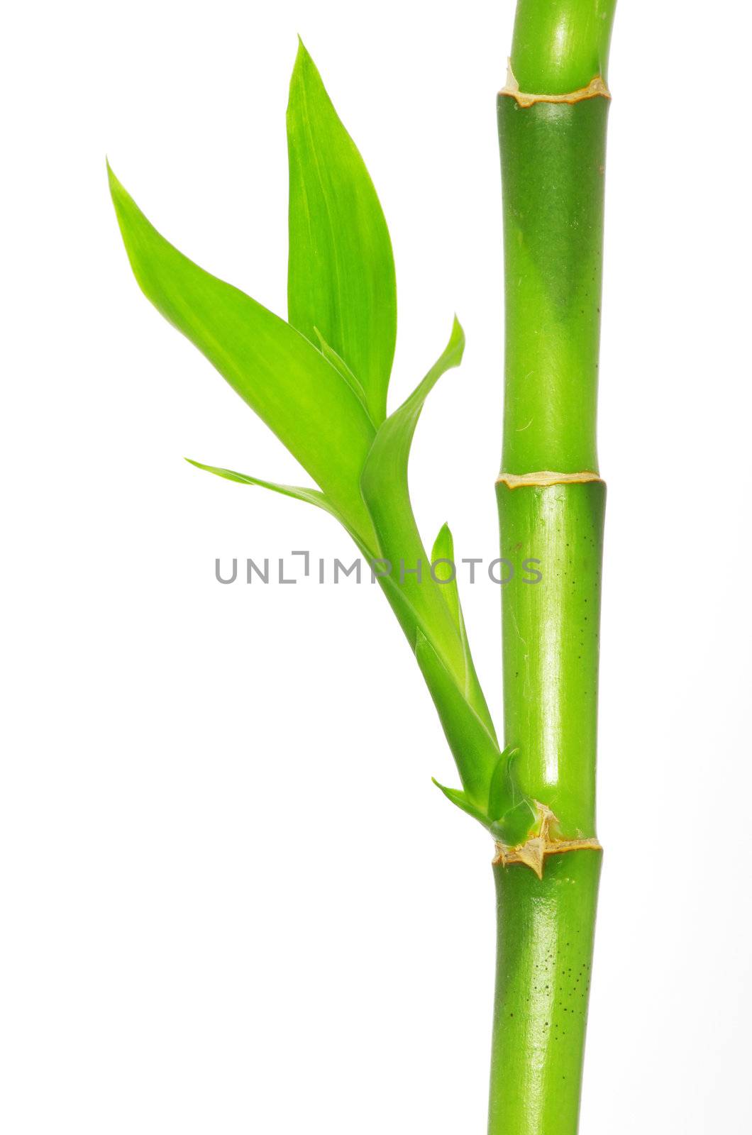 Bamboo isolated on a white background