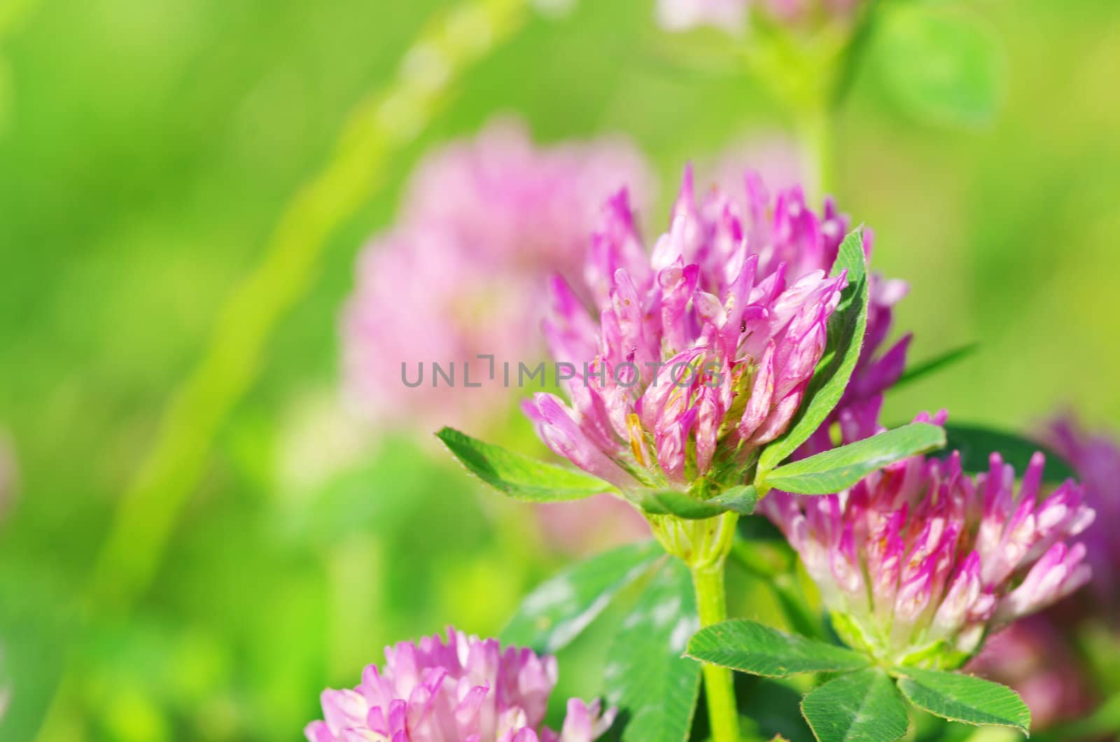 red flower clovers on green background