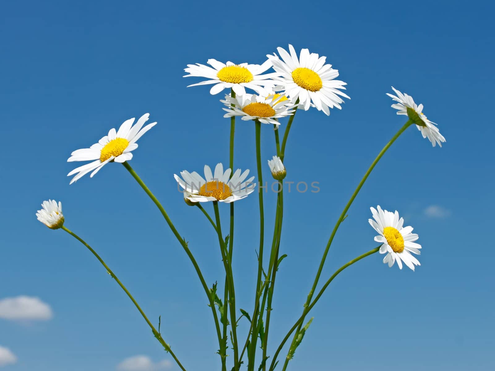 Bouquet of field daisies by qiiip