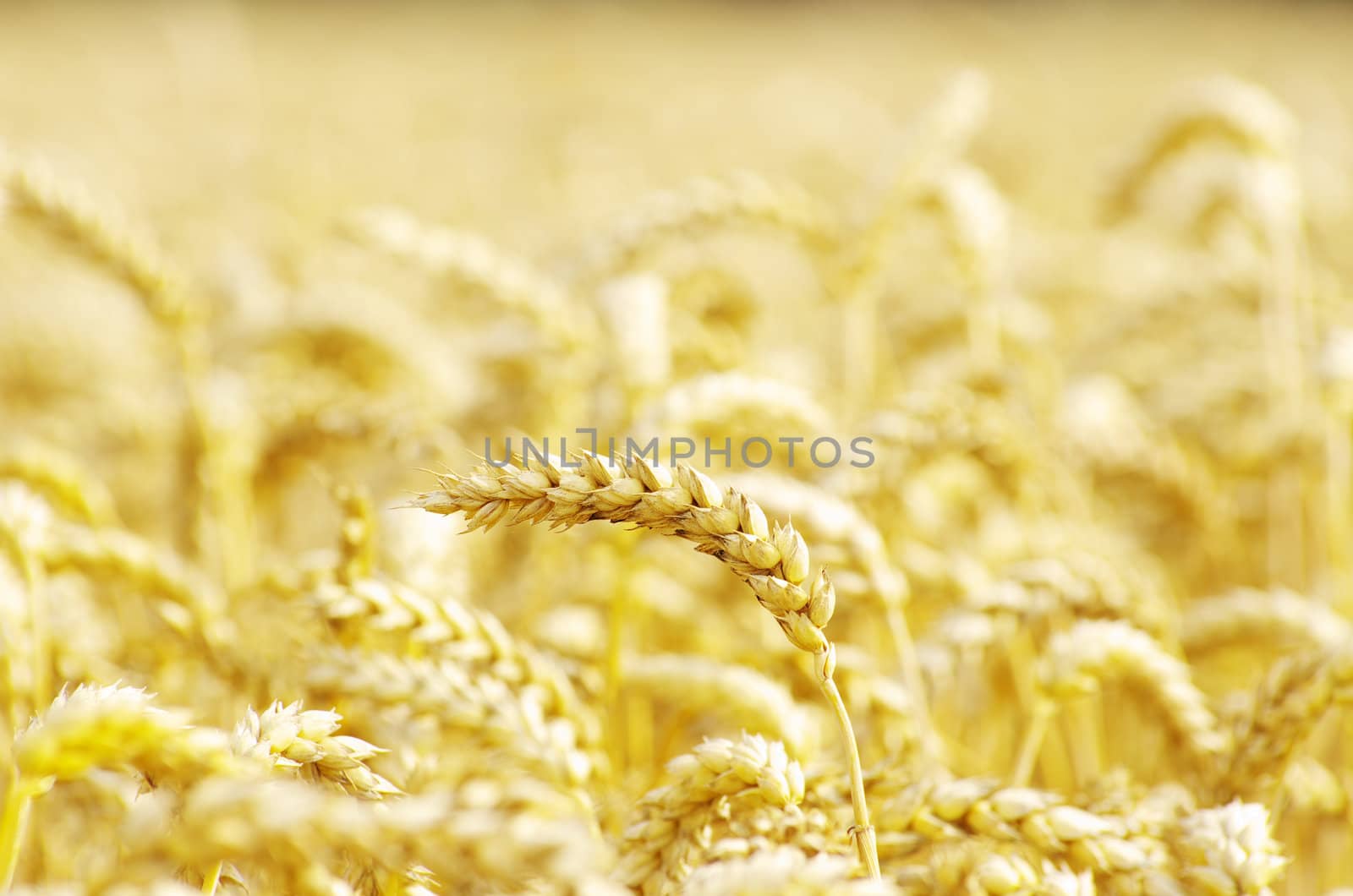 golden wheat field in summer