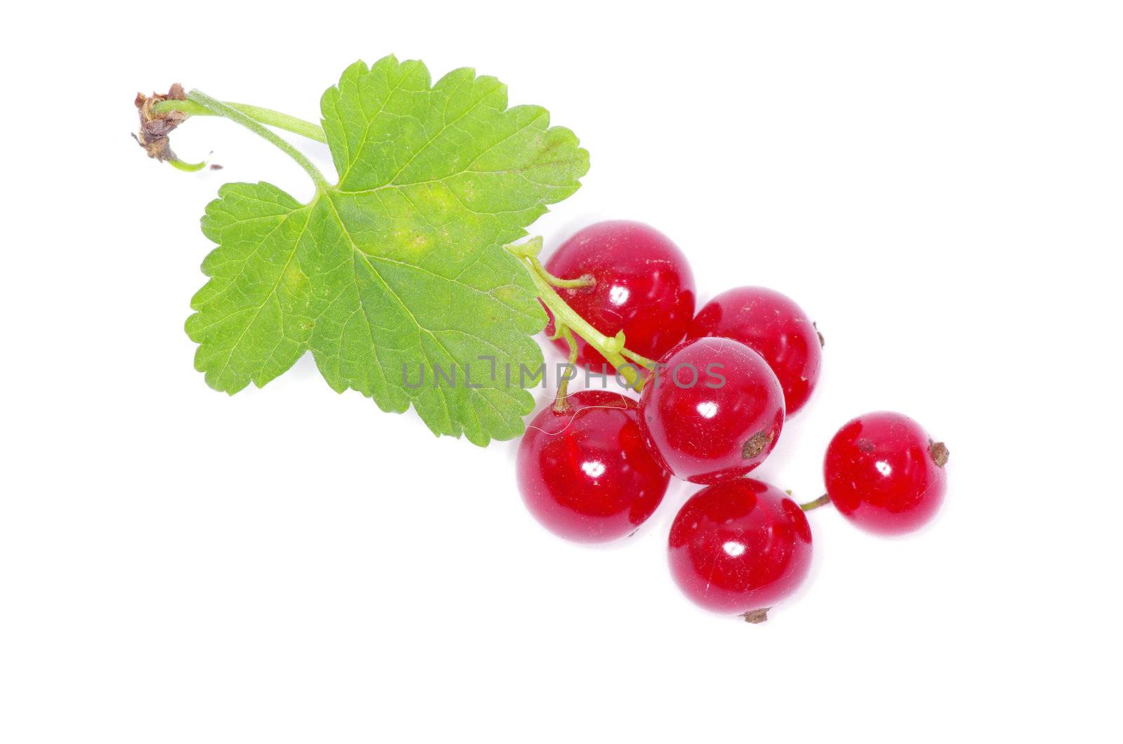 red currant isolated on a white background