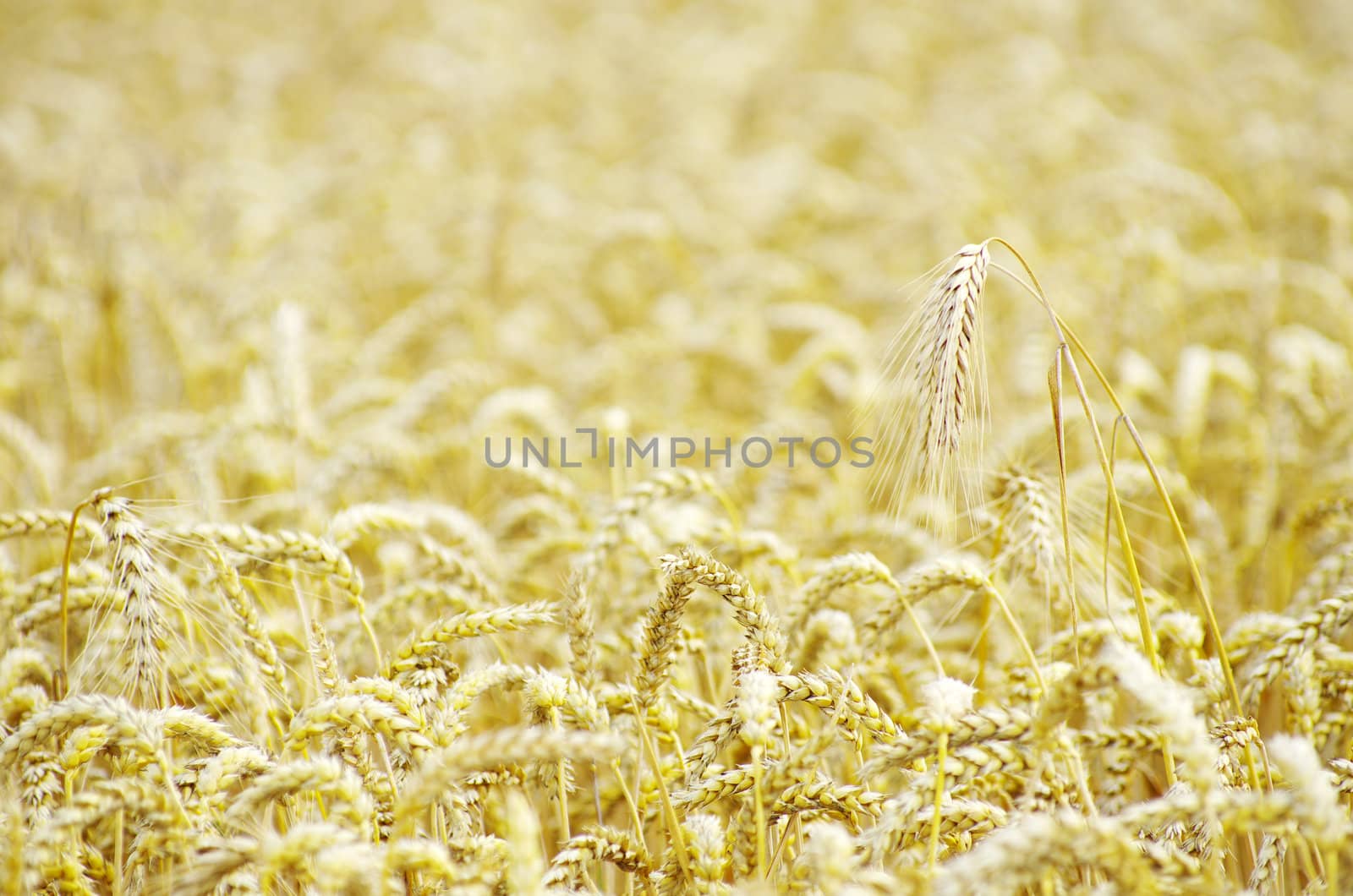 golden wheat field in summer