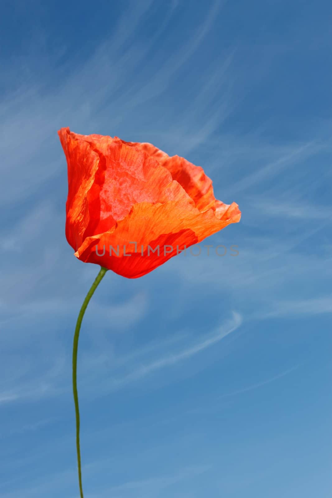 Red poppy flower on a background of blue sky