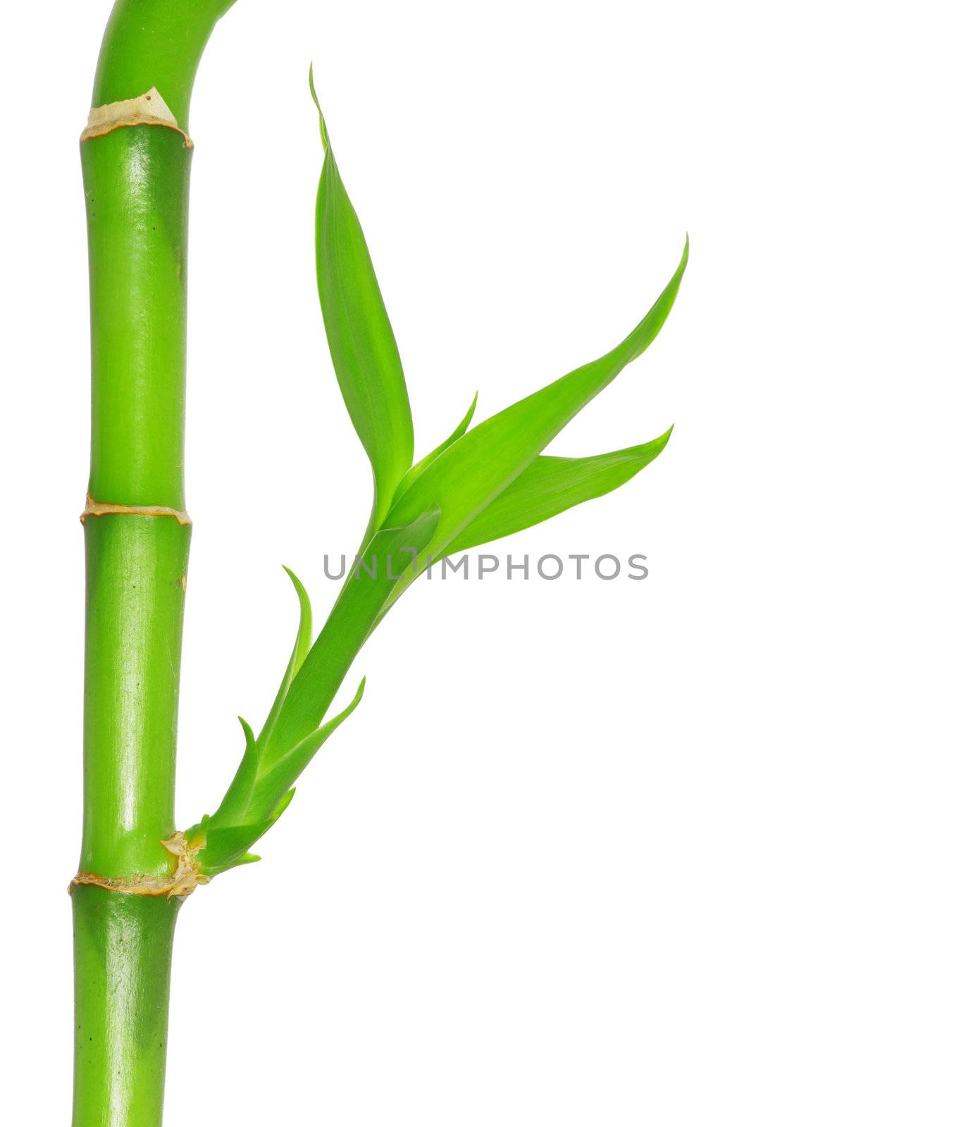 green bamboo  isolated on a white background