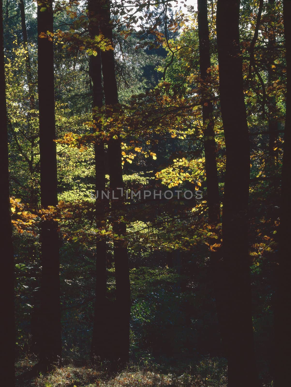 Autumn Forest by jol66