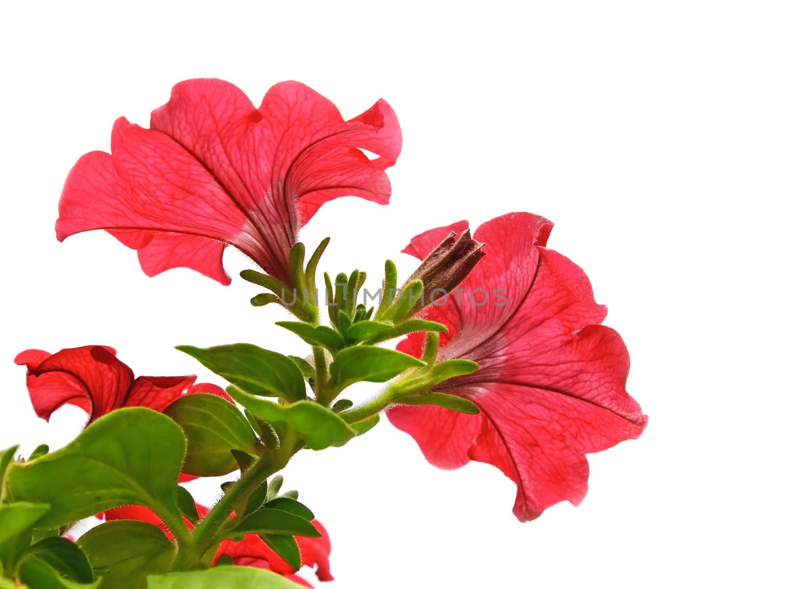 Red bright flowers isolated on the white background