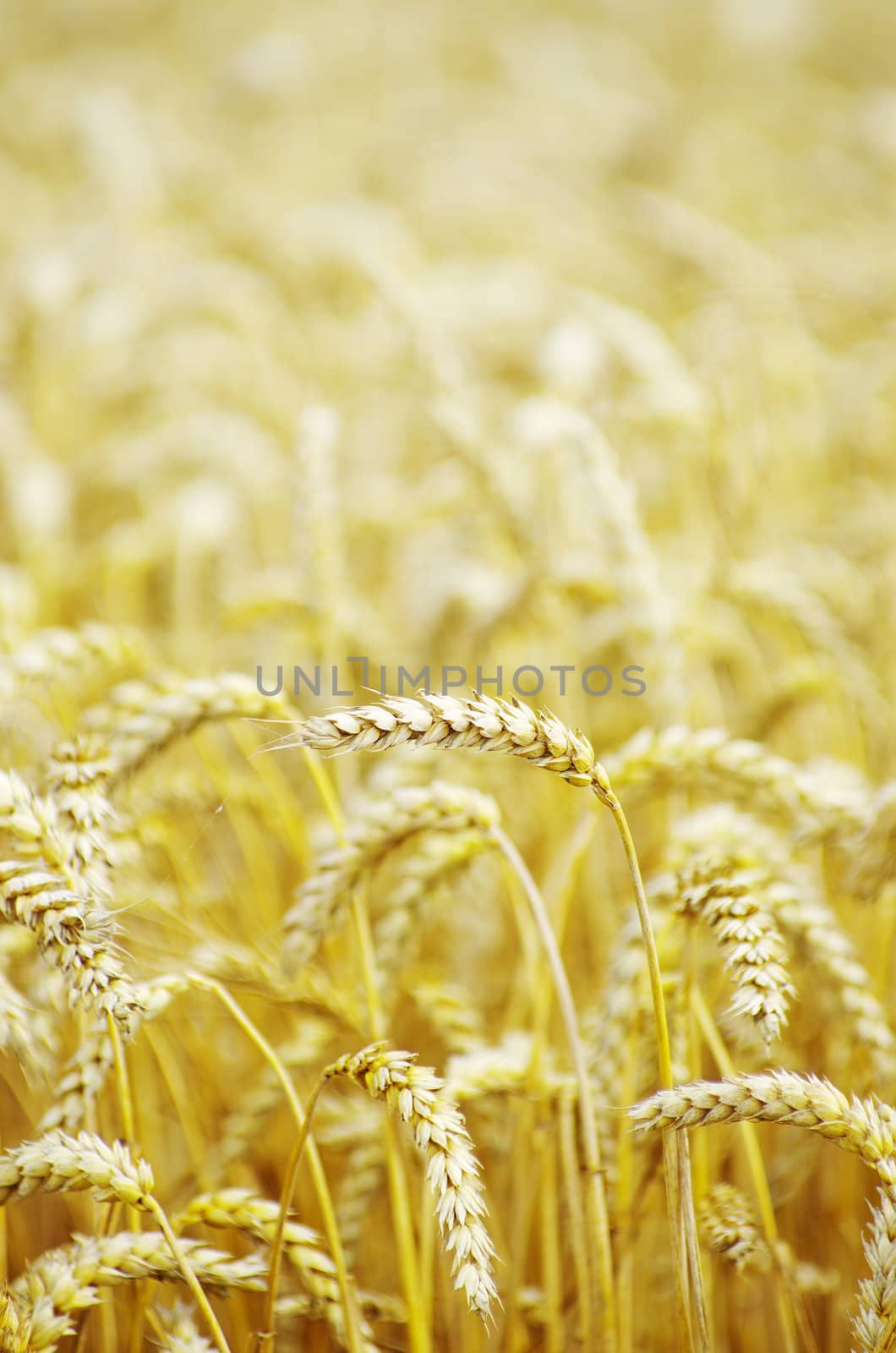 wheat  by Pakhnyushchyy