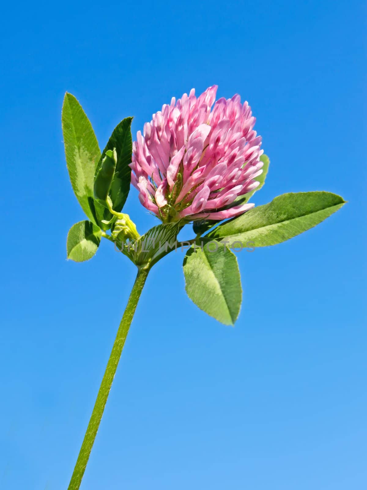 Clover flower on the background of blue sky