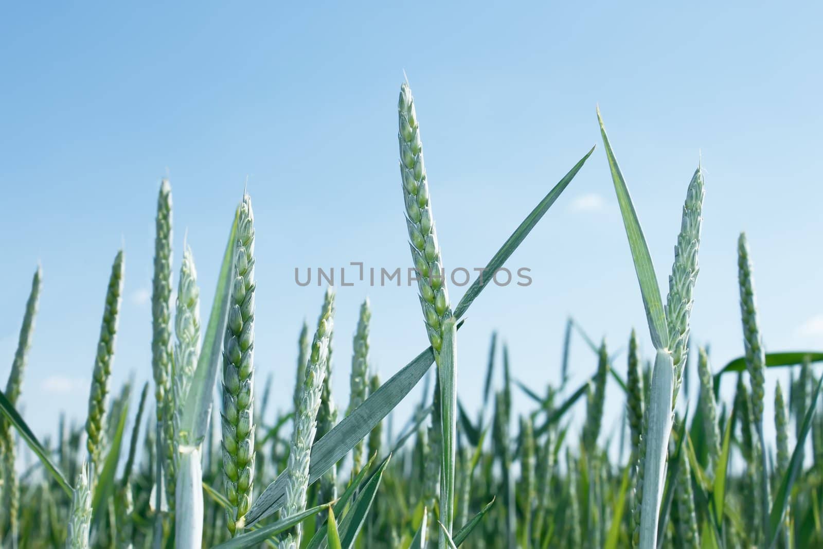 Spikes of wheat against the background of bluish sky