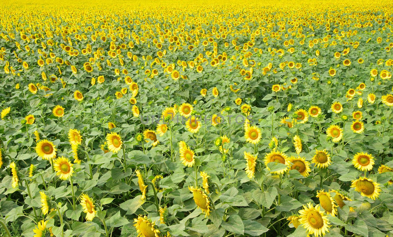 Closeup of a bright yellow sunflowers
