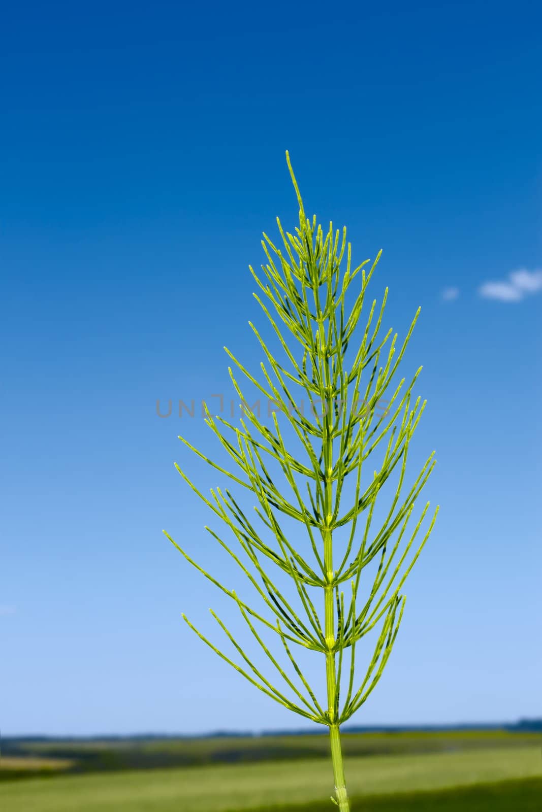 Green Field horsetail plant on the background of field and blue sky