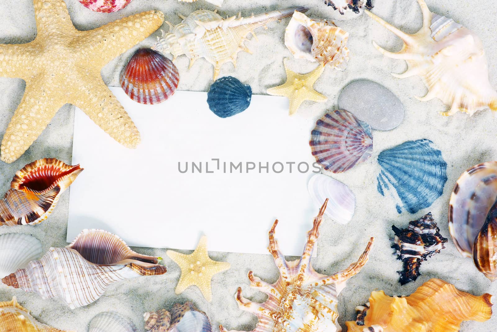 starfish and shells on the beach