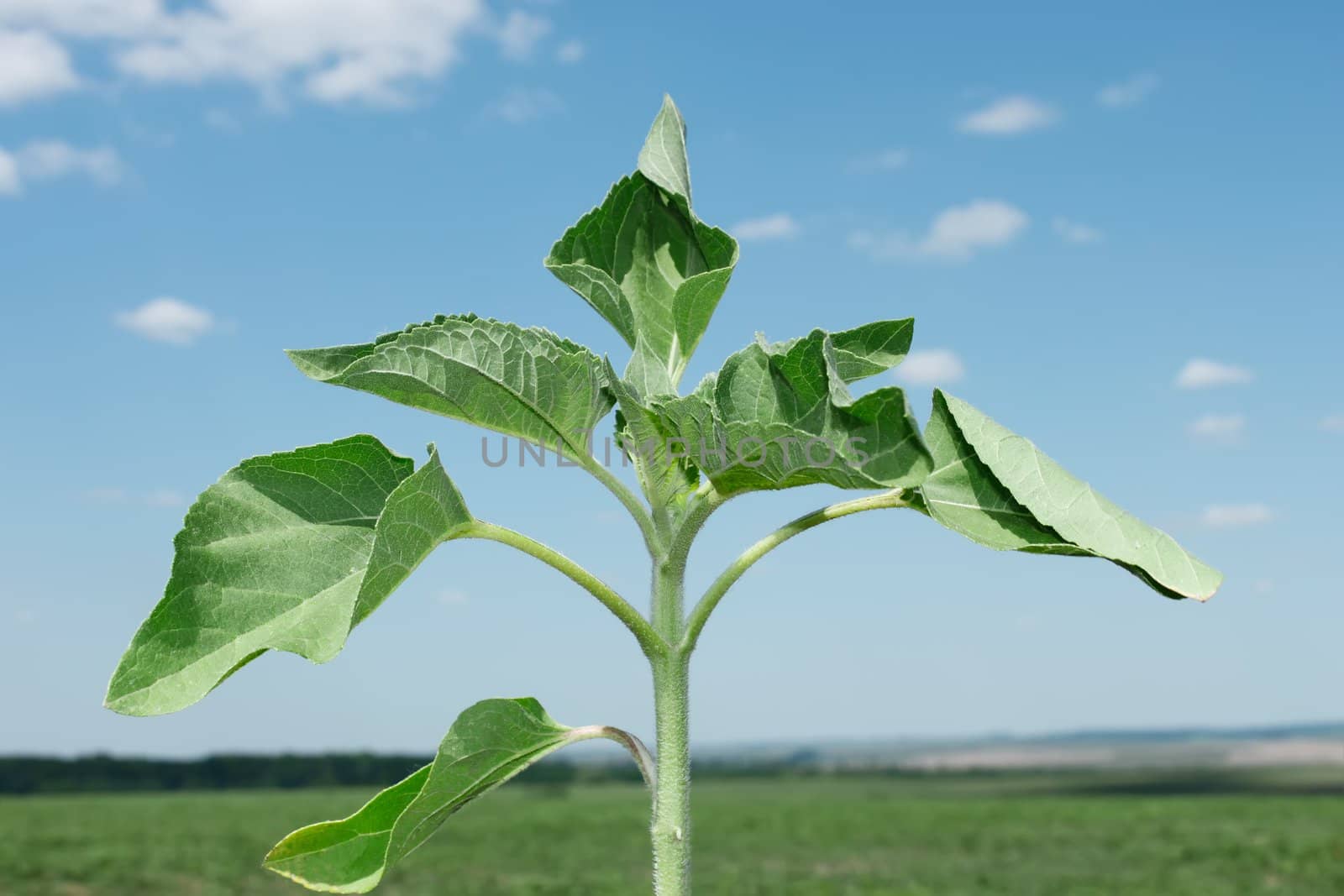 Young sunflower plant by qiiip