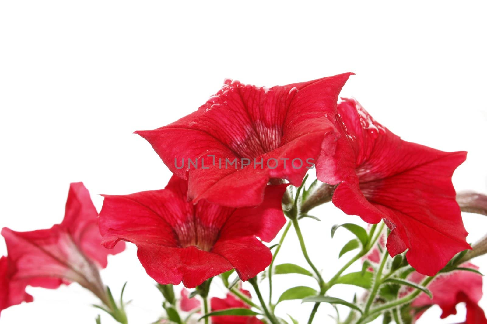 Red bright flowers after the rain. Isolated on the white background