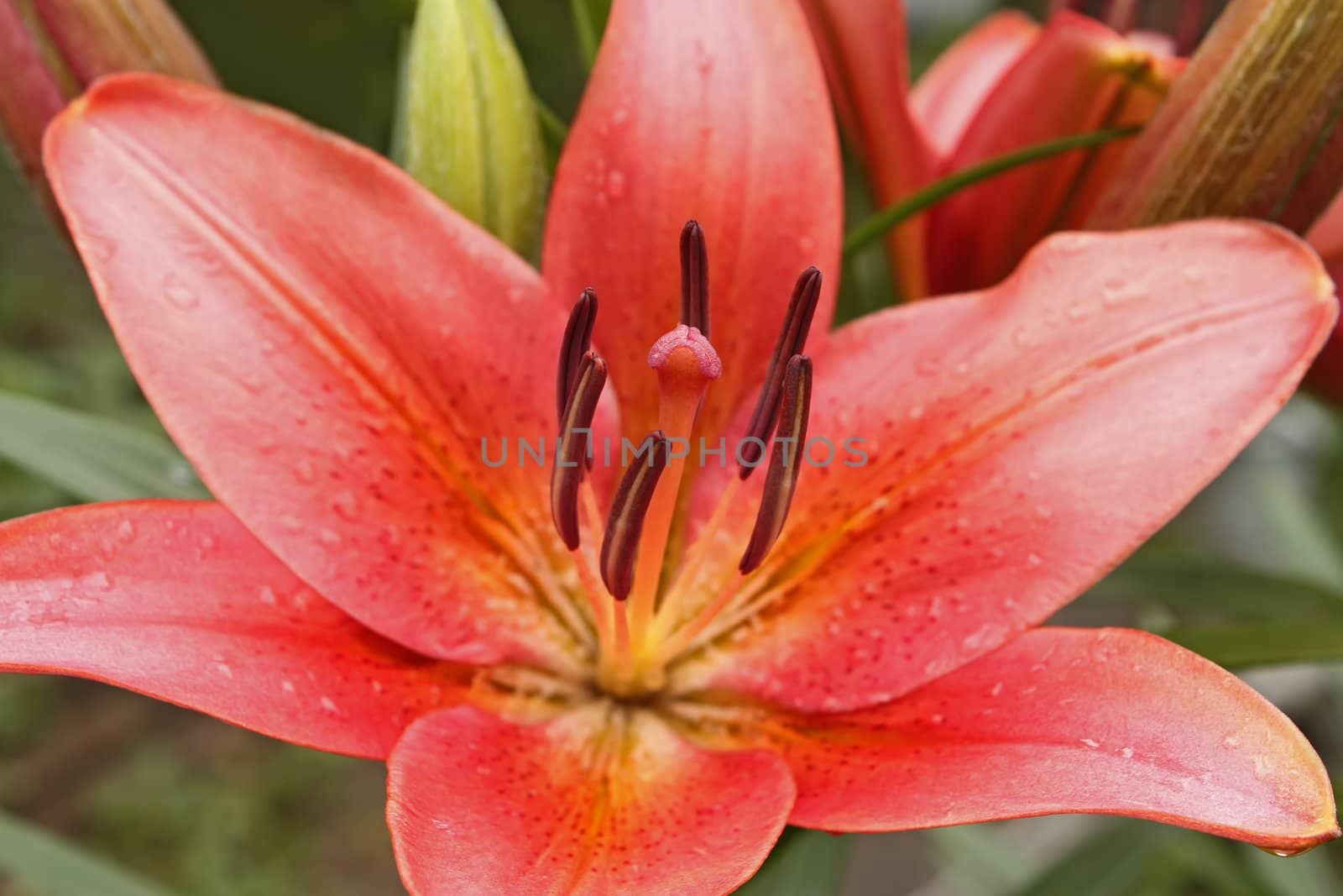 Pink lily flower after the rain. Macro photo