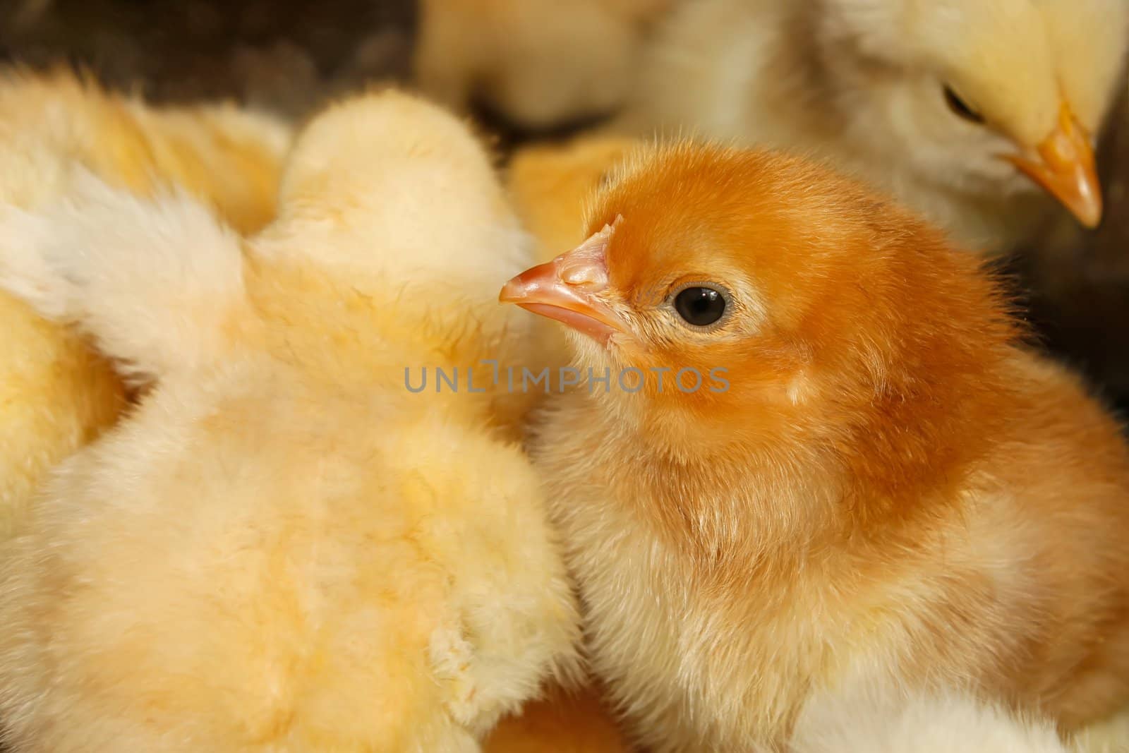 Portrait of small domestic red chicken on a background of the flock