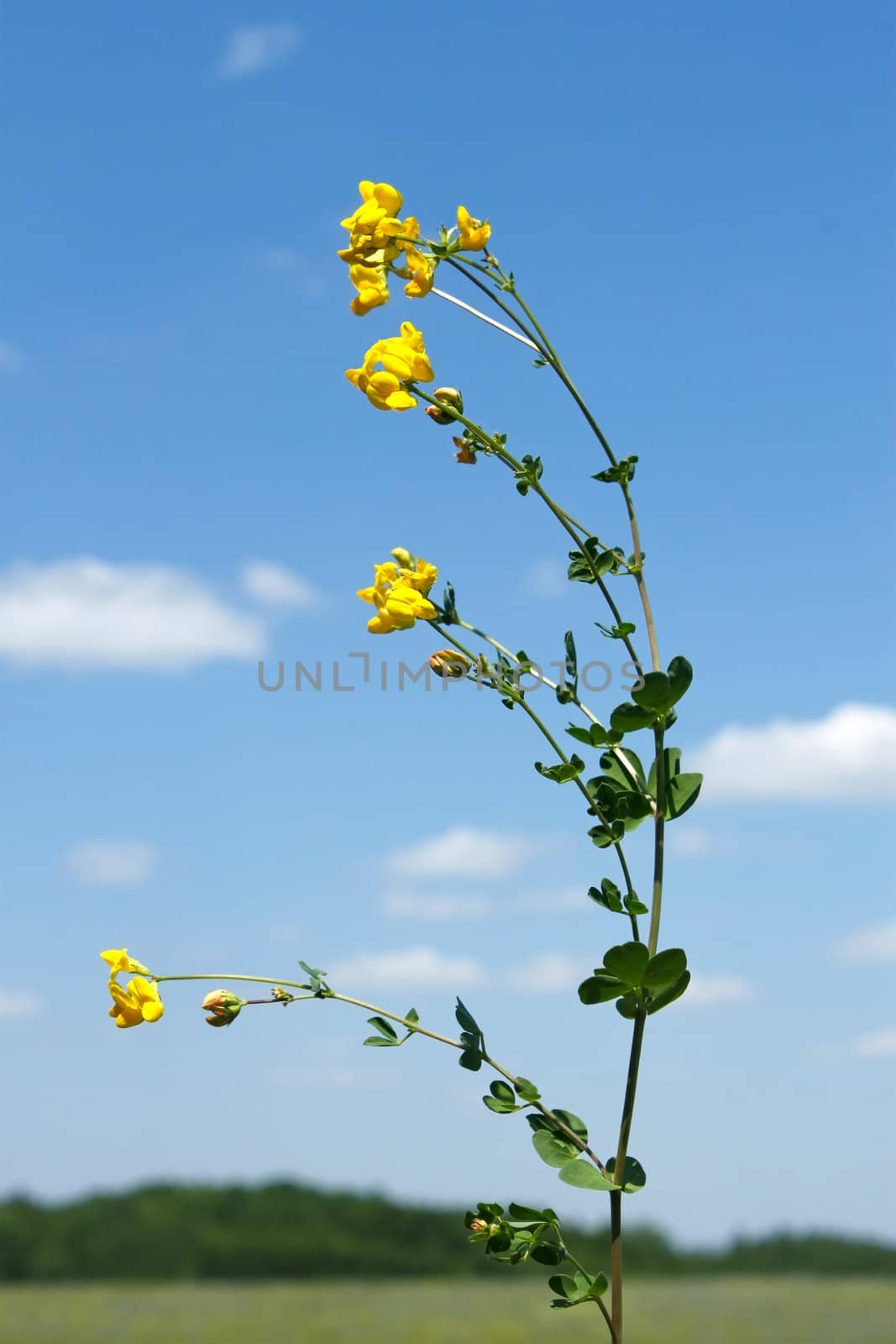 Field bean plant with yellow flowers on a background of a blue 