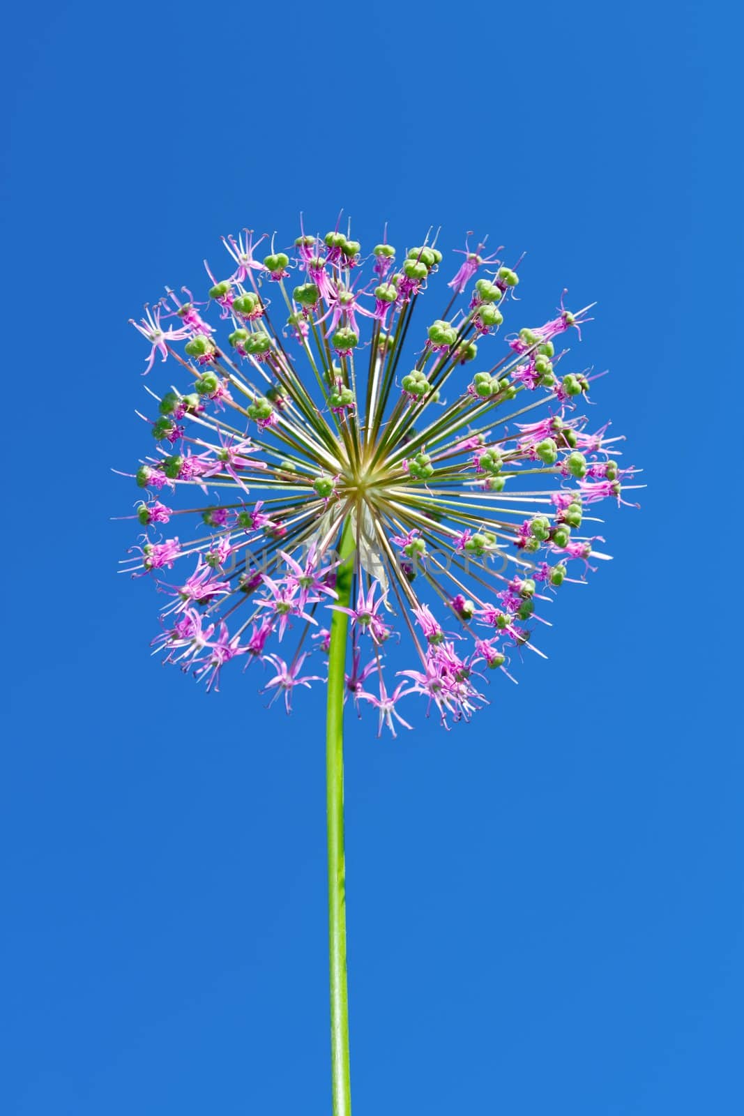 Inflorescence of allium at the end of flowering period against a blue sky