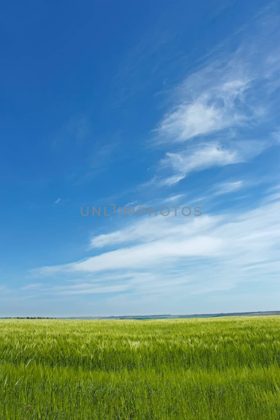 Skyscape over barley field in early summer 