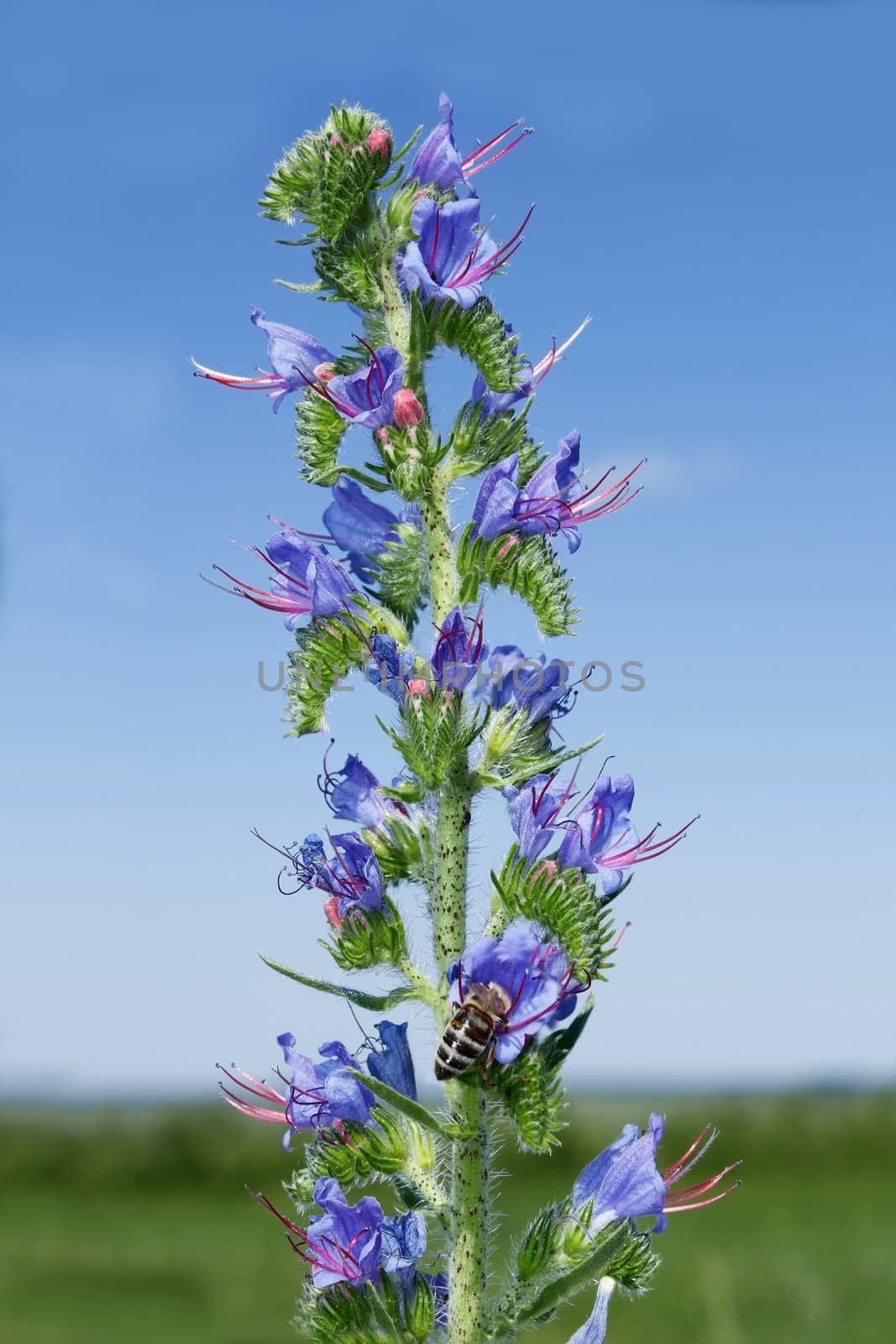 Hyssop, an attractive garden plant with dark blue flowers. Decorative, melliferous, spicy herbal