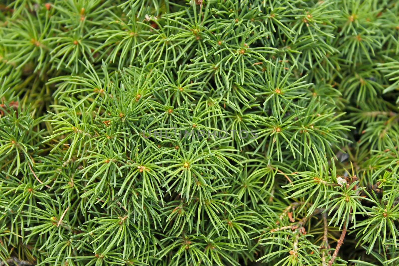 Dense needles. Macro photo of coniferous evergreen trees