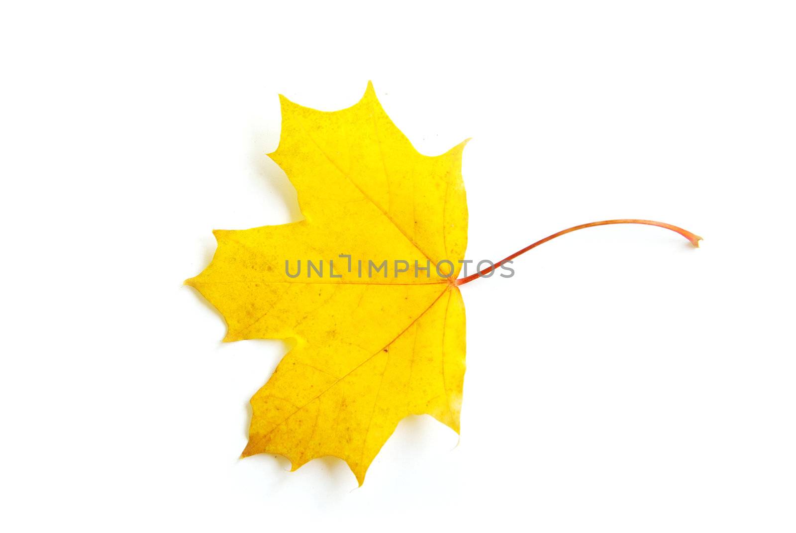 autumn maple leaf isolated on white background