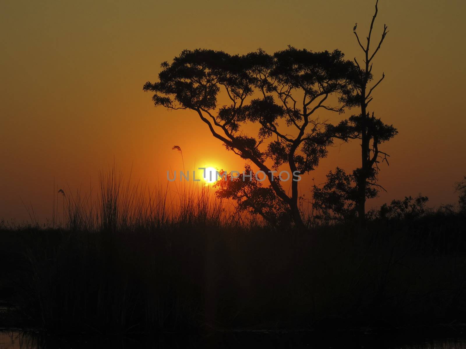 Boating at sunset in the Okavango Delta Botswana