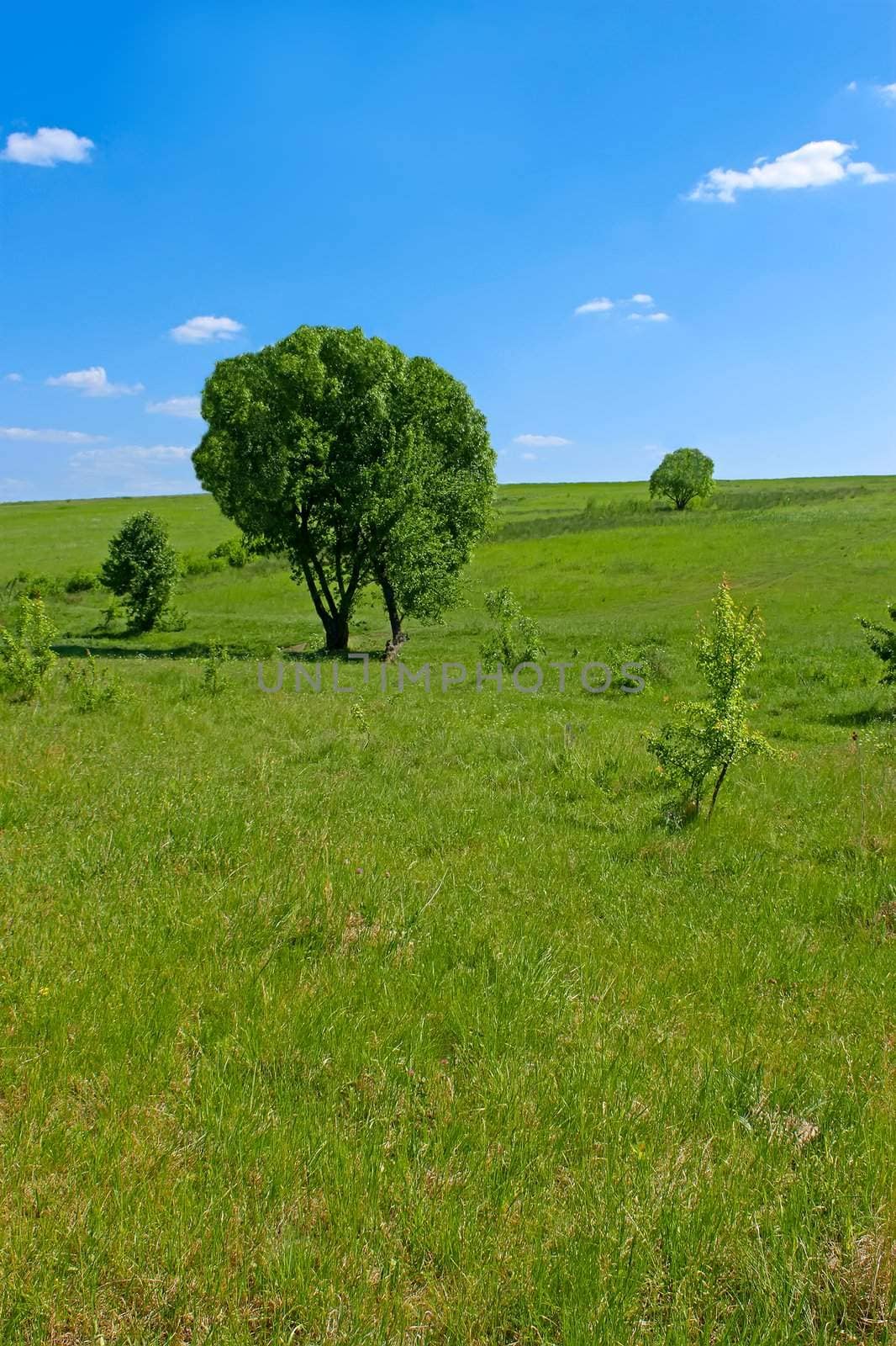 Solitary trees in a meadow in a fine summer day