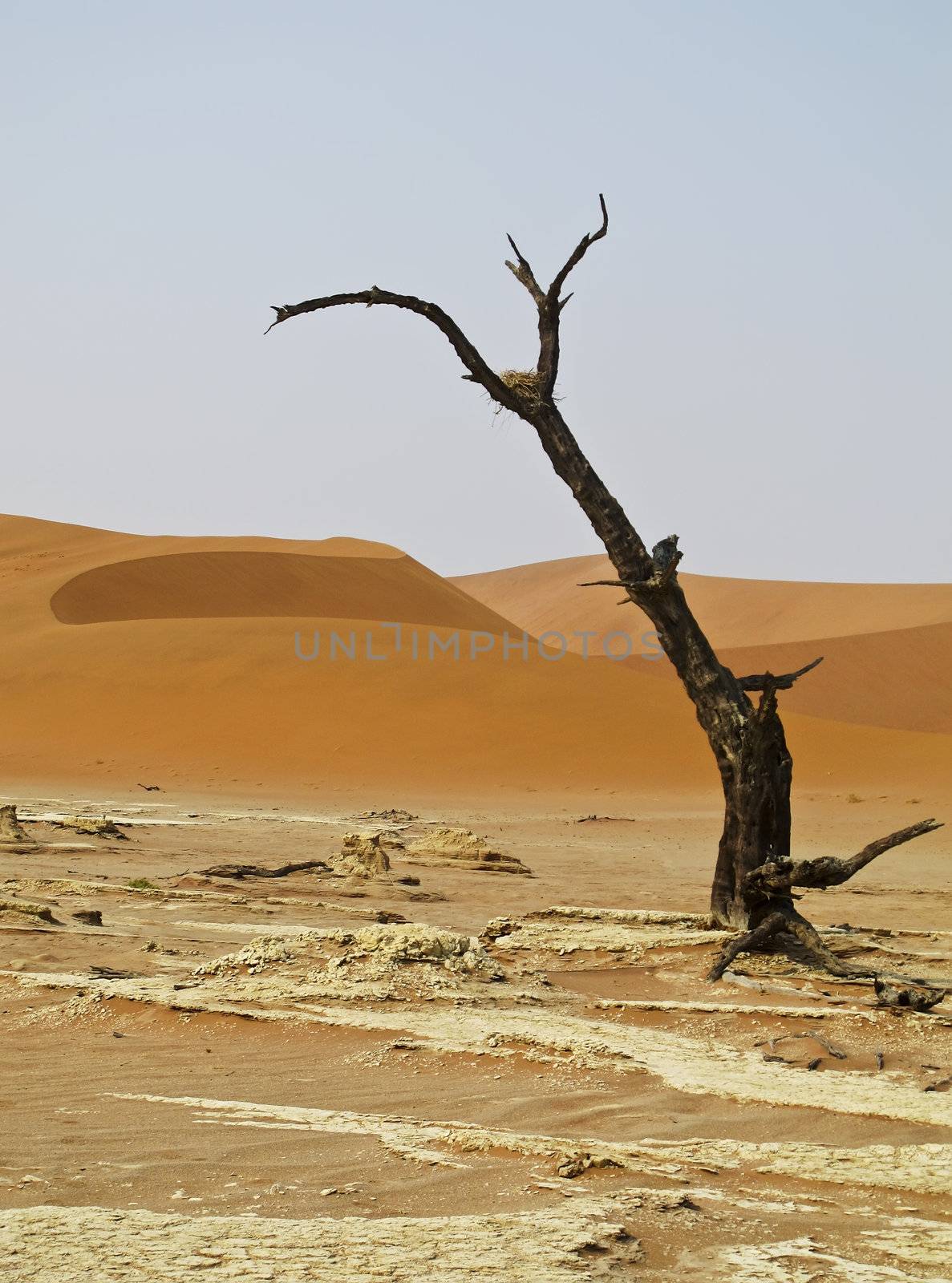 Sand Dune in Namib-Nauktuft National Park Namibia