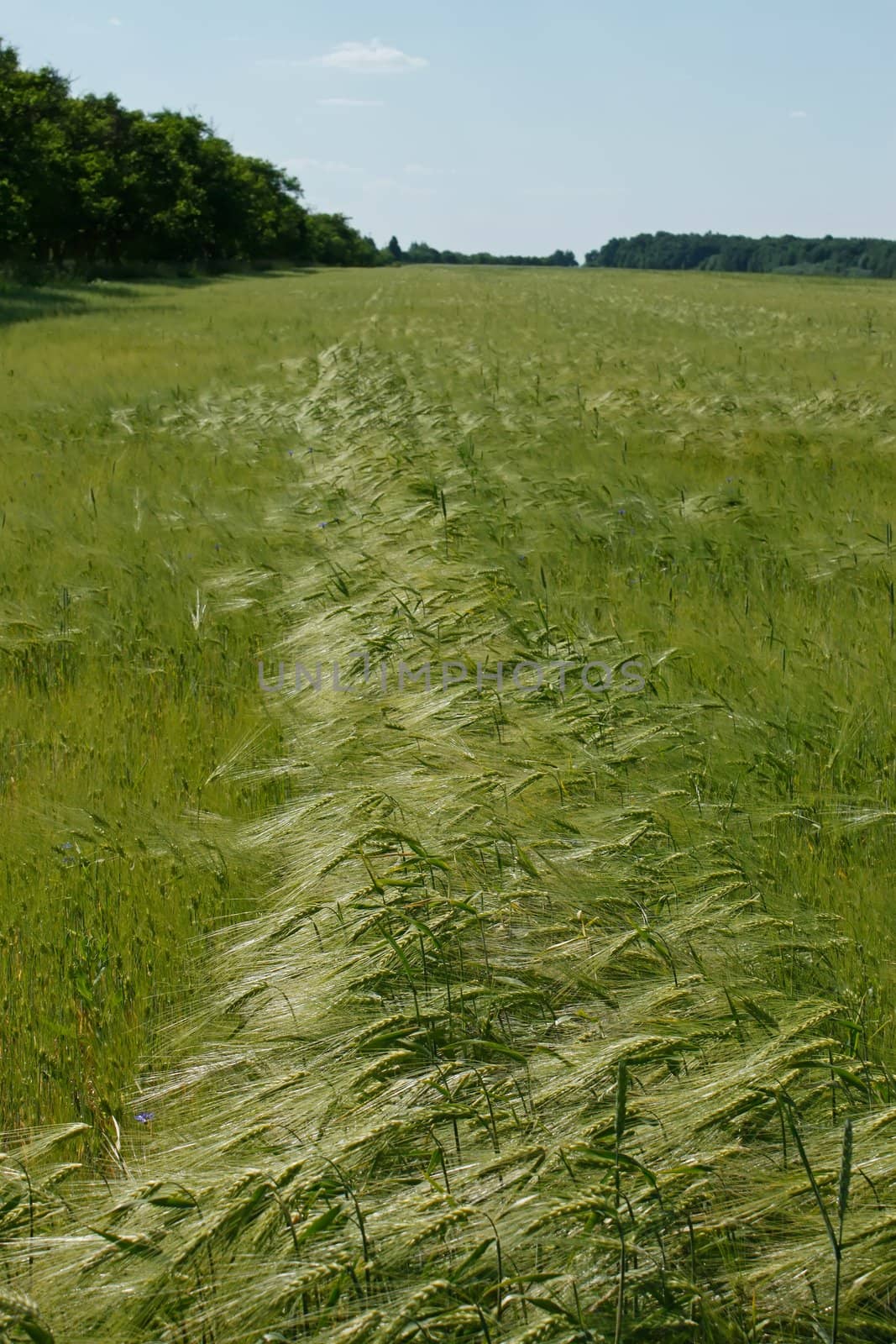 Barley field in flowering period. Edge of field. Fine day in early summer