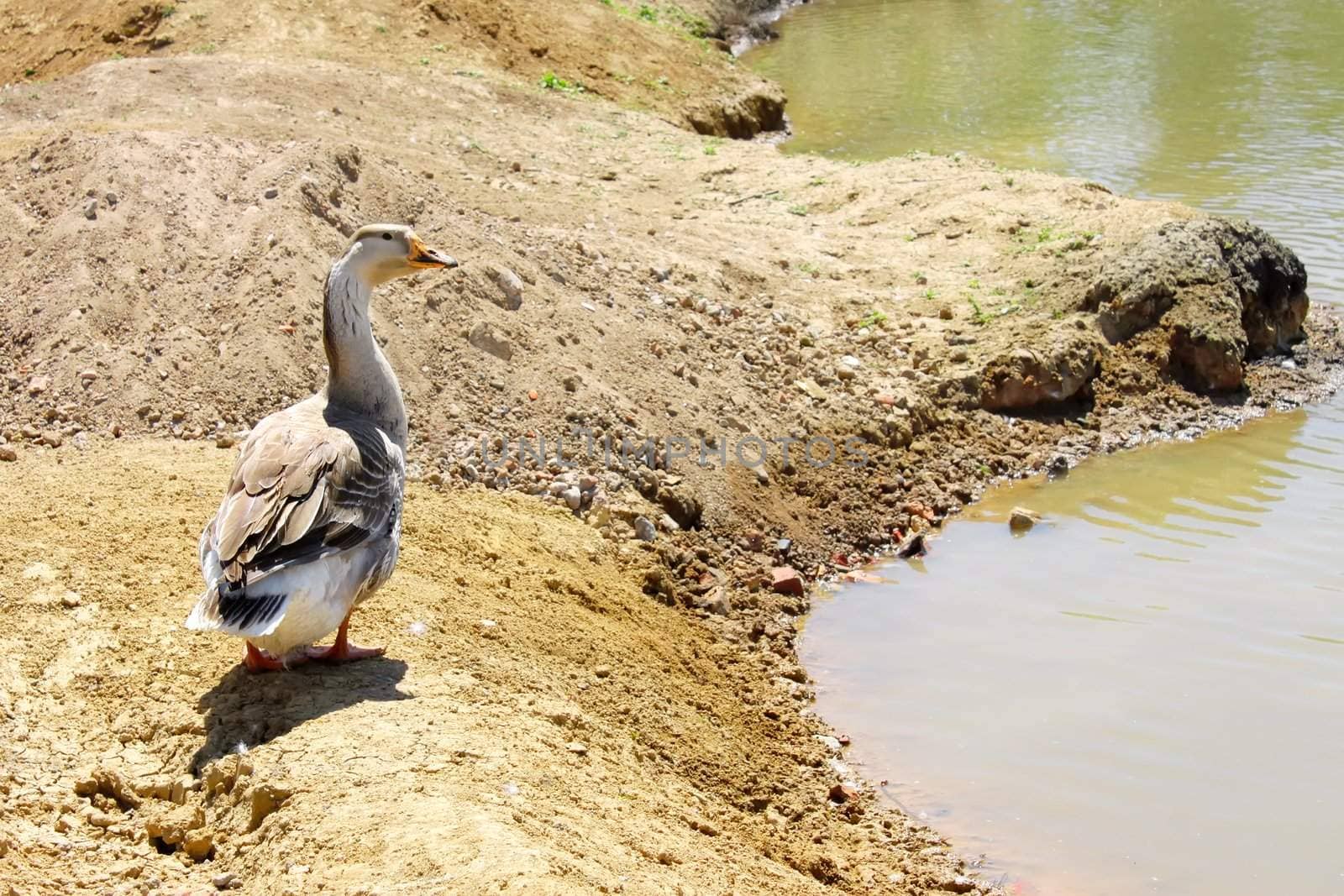 Lonely goose on the bank by qiiip