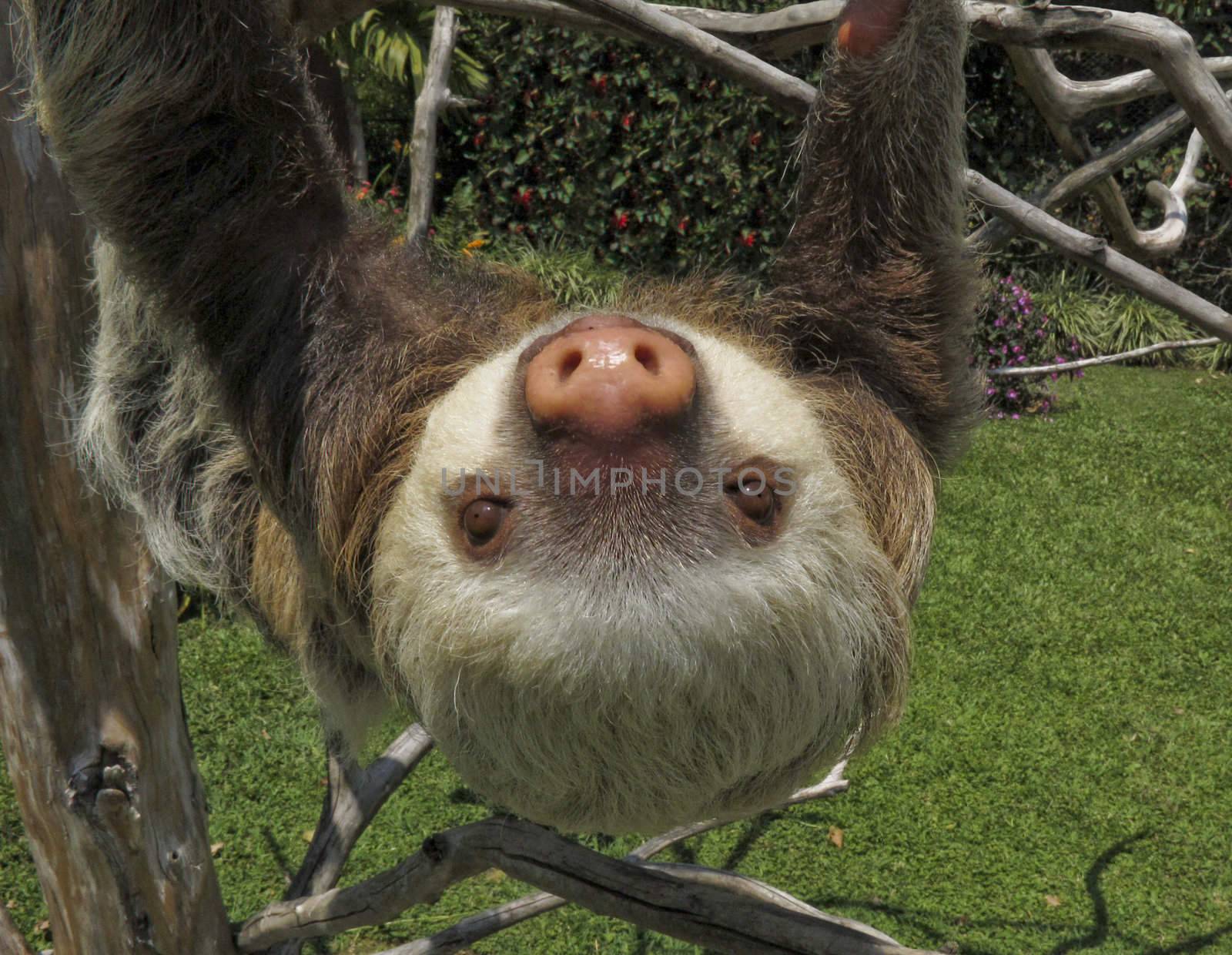 Two-Toed Sloth wondered close to town in Costa Rica, Central America