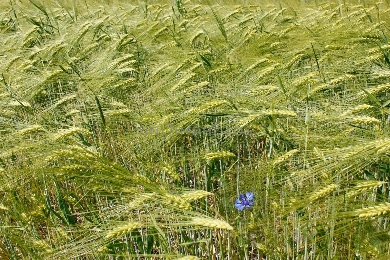 Barley field during flowering period by qiiip