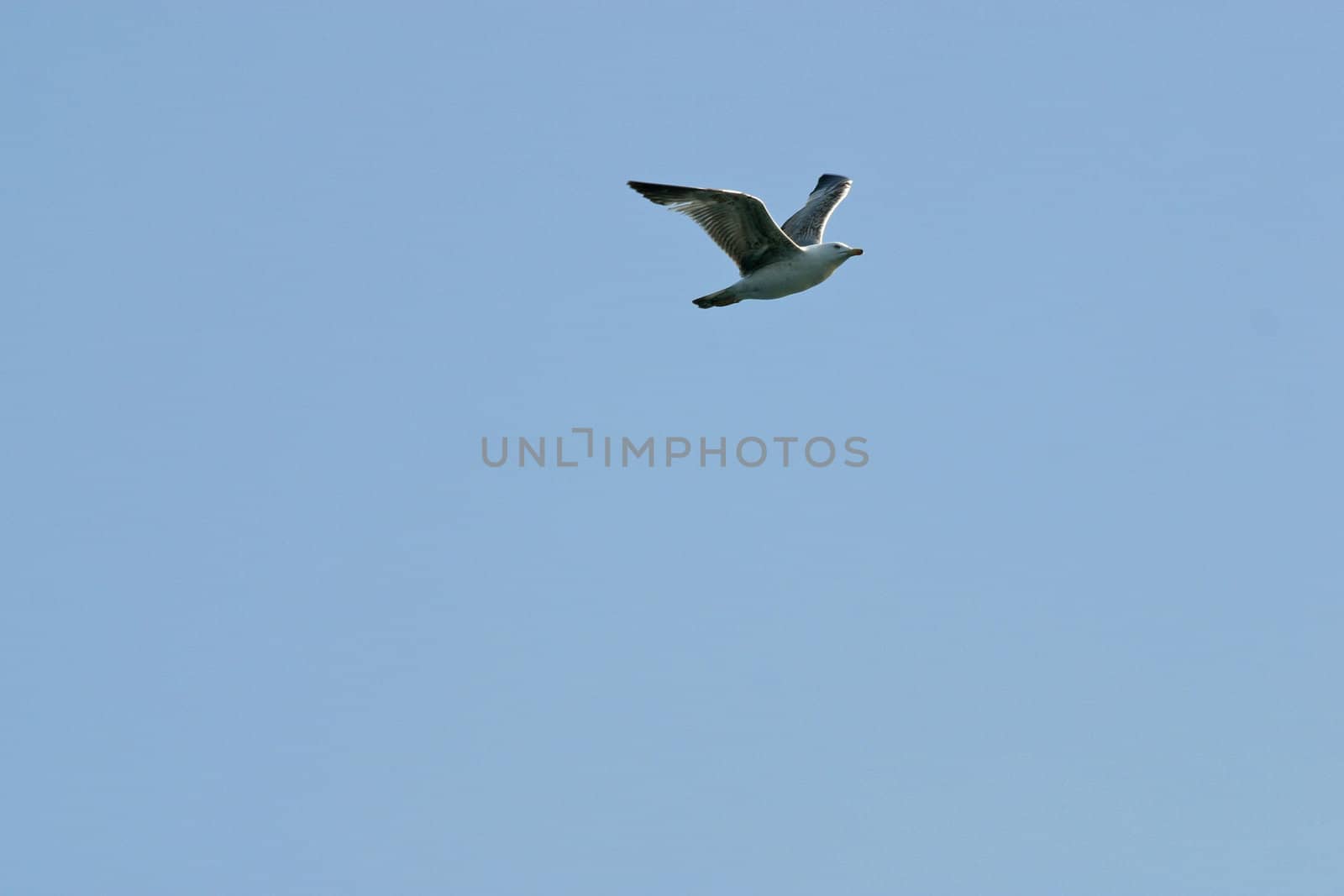 Seagull