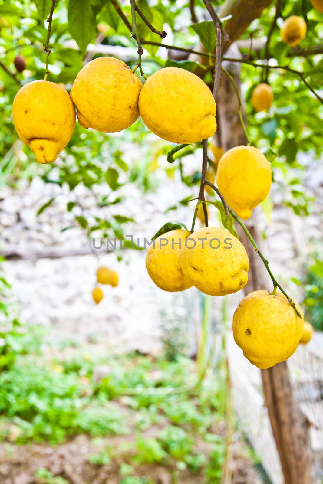 Lemon on the tree in Costiera Amalfitana, tipical Italian location for this fruit