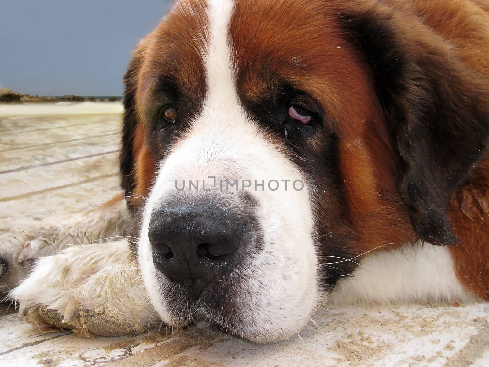 Portrait of a dog with sad eyes by irisphoto4