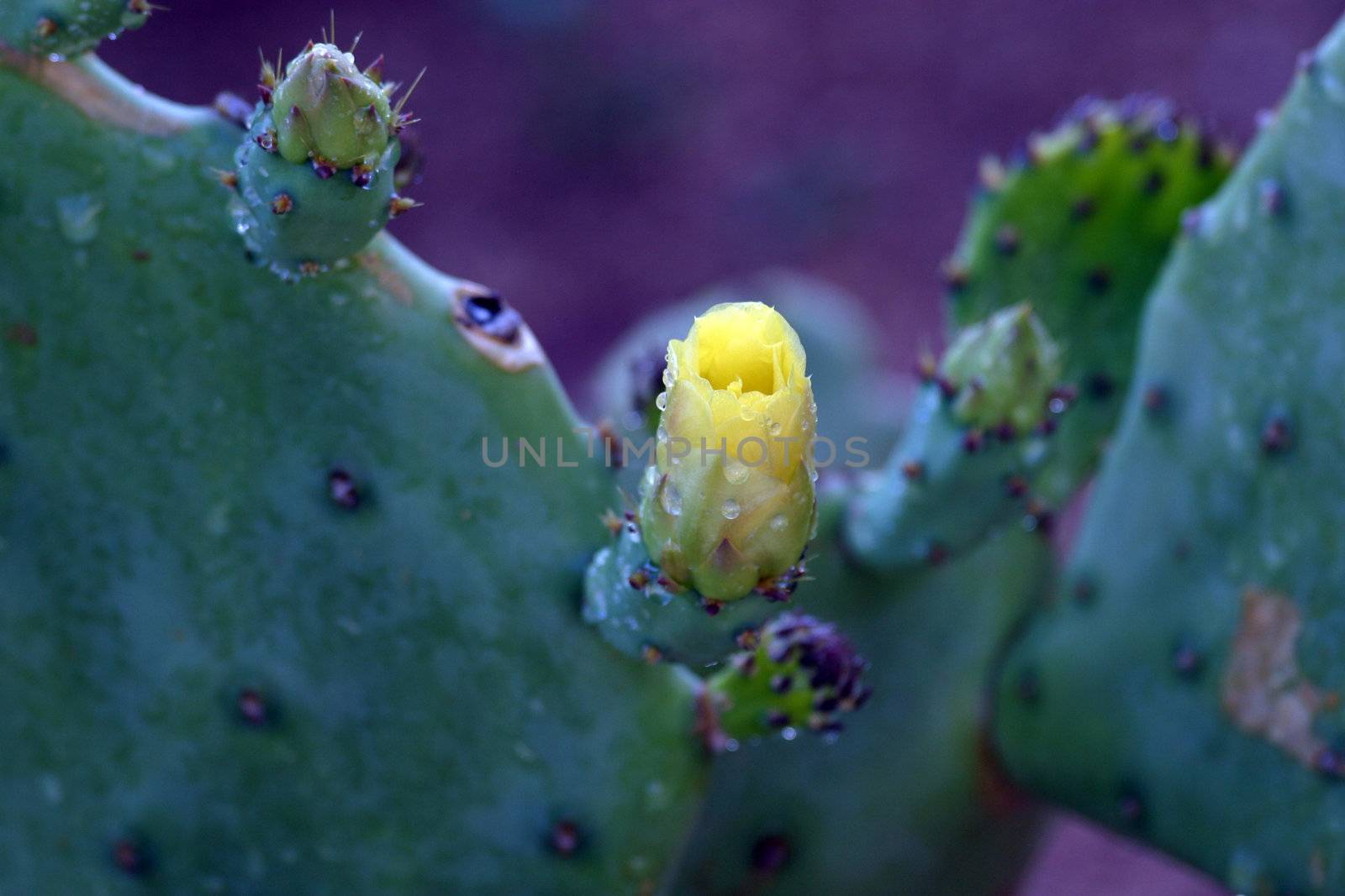 Opuntia flower