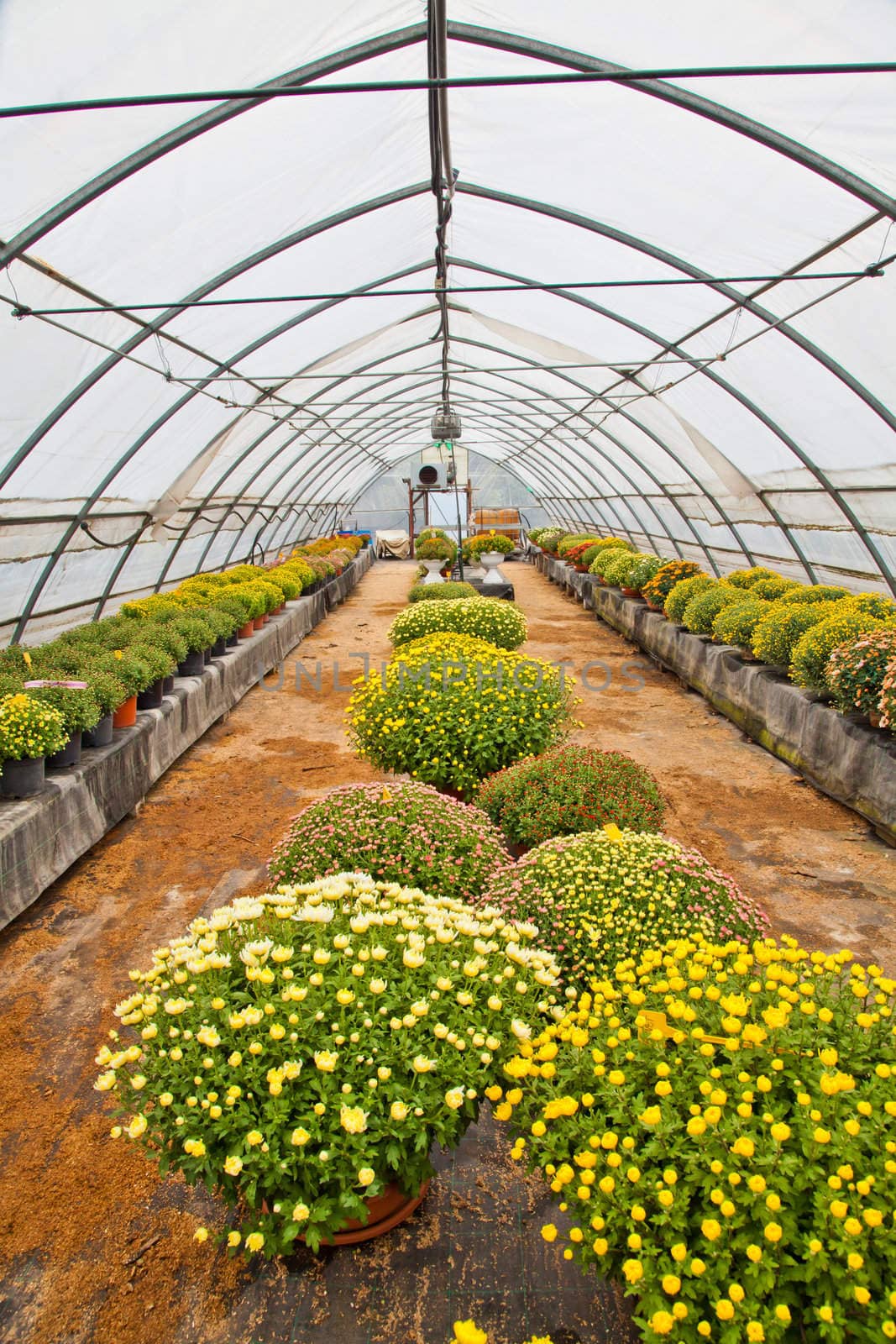 Greenhouse interior during autumn season, Piedmont, italy