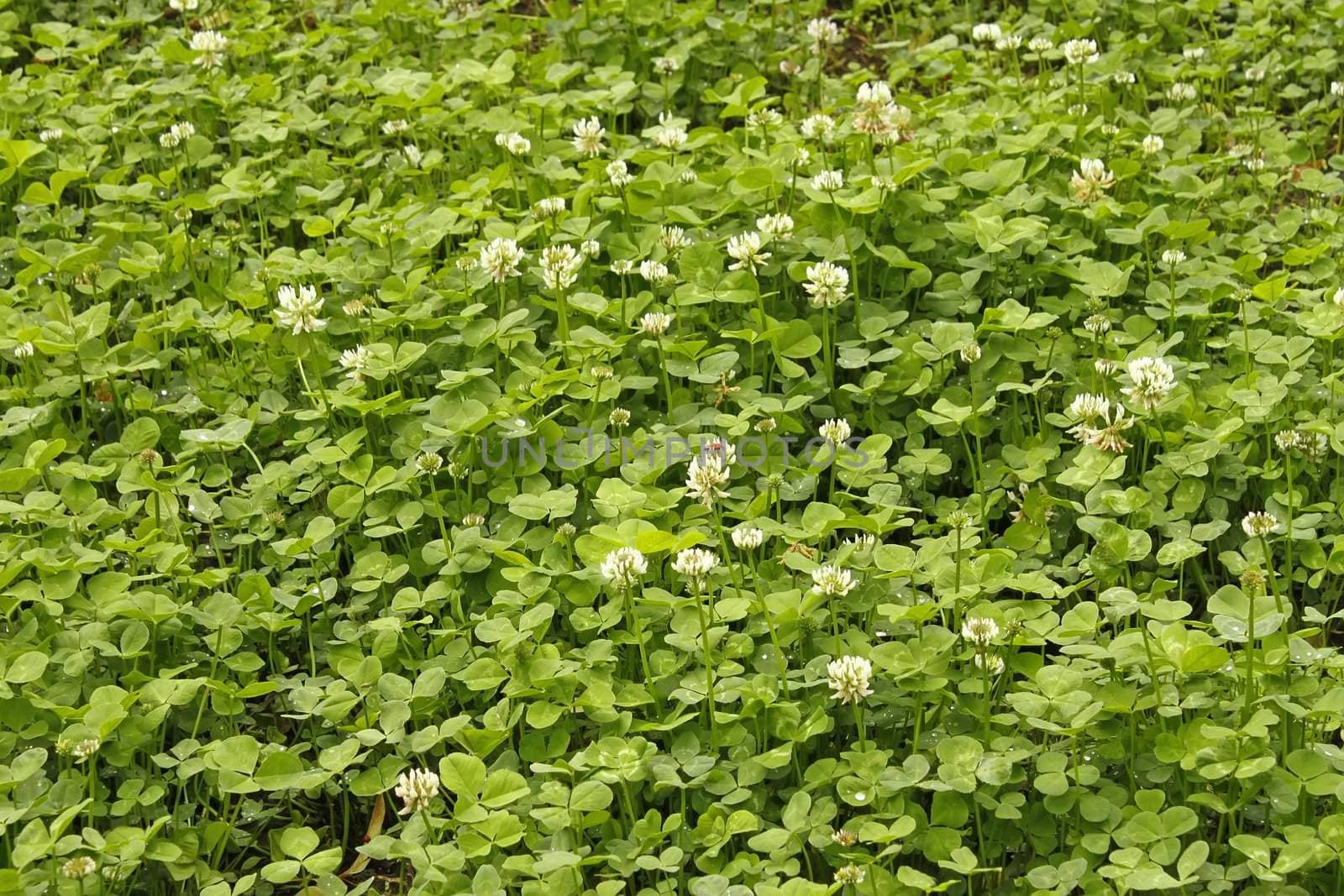 White clover flowers flowering in the meadow