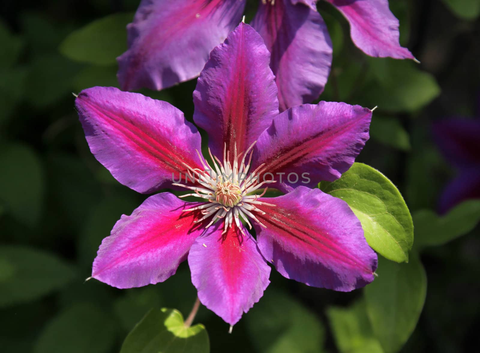Anna Louise Clematis
 by ca2hill