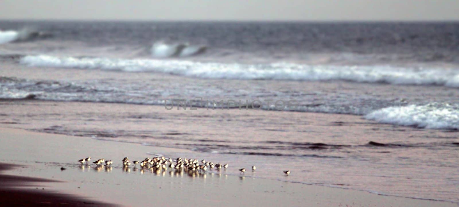 small birds on the beach at sunset with waves in the background