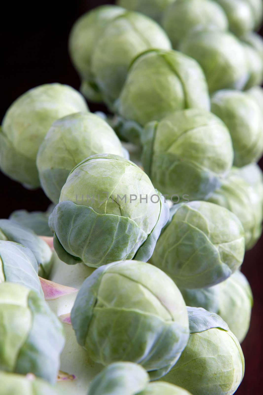 Closeup Macro of a Stalk of Brussels Sprouts 2
