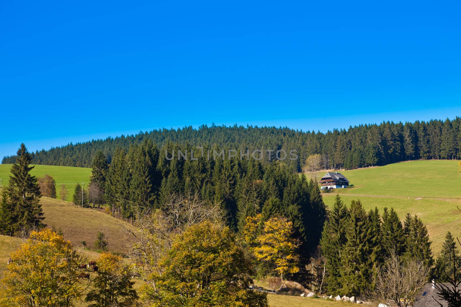 Farmland, historic farmhouse and forested hills in Black Forest, rural Germany.