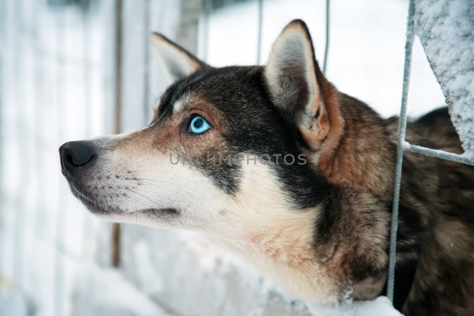 Amazing blue eyes of husky dog in husky farm at Finland winter