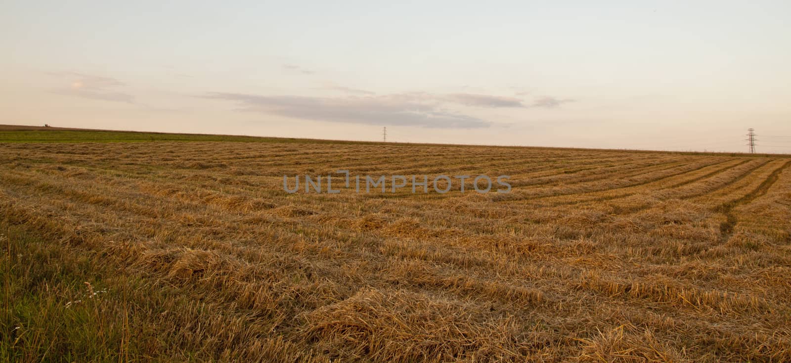 empty field after harvest in the end of summer