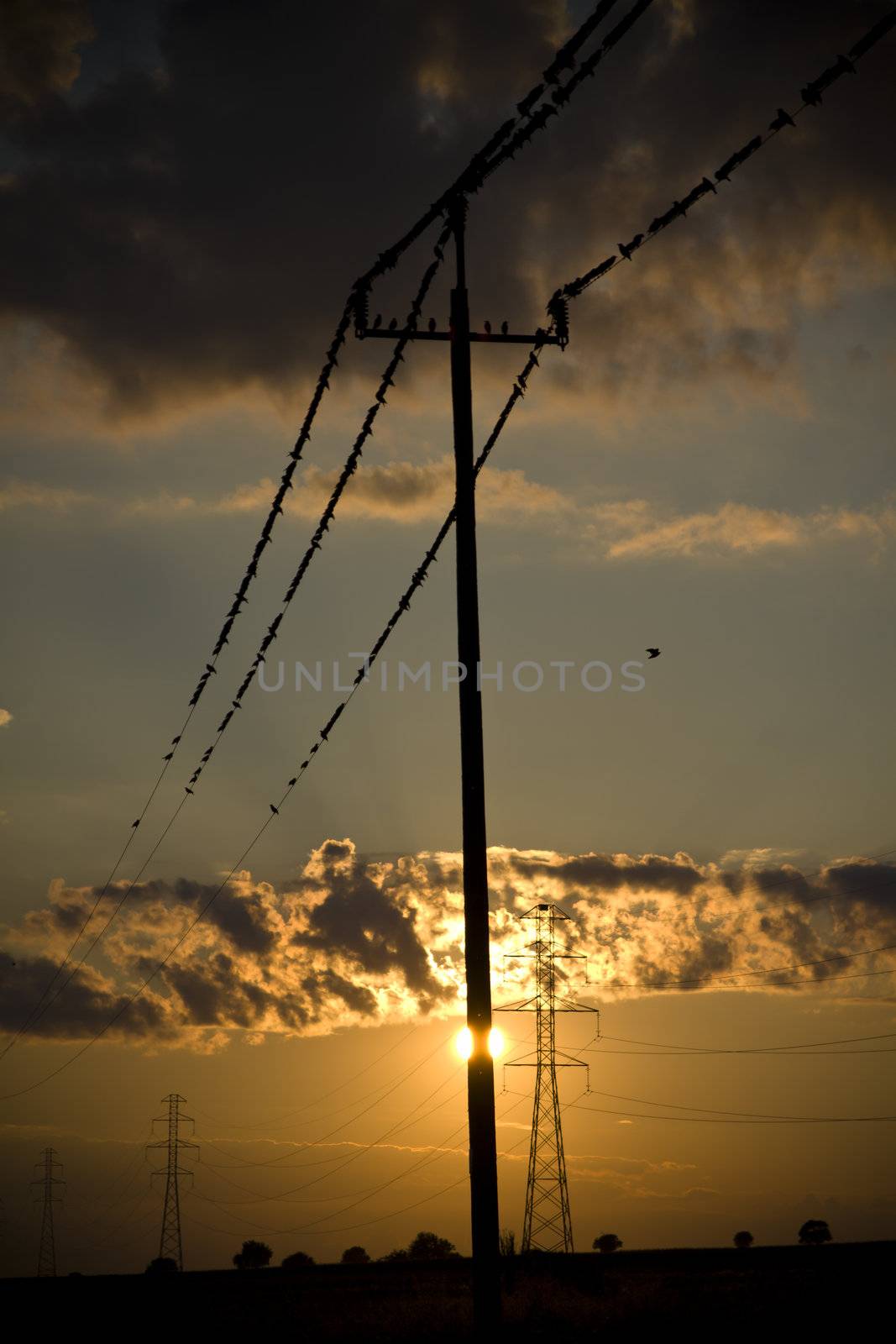 some small birds sitting on high tension wires
