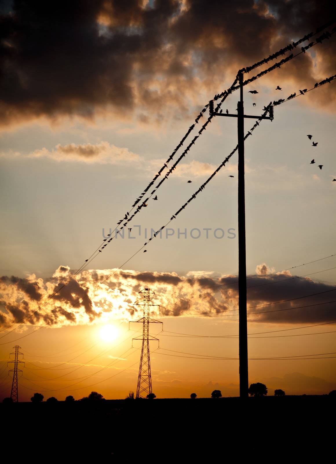 some small birds sitting on high tension wires