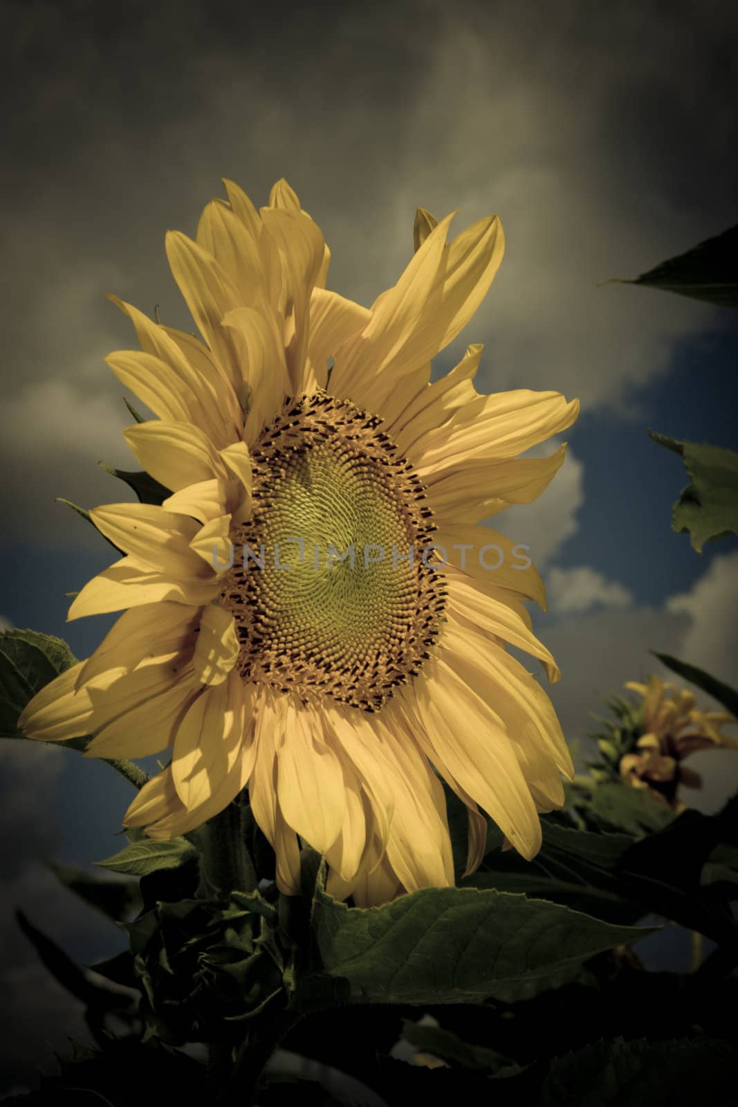 sunflower in a sunny day during summer